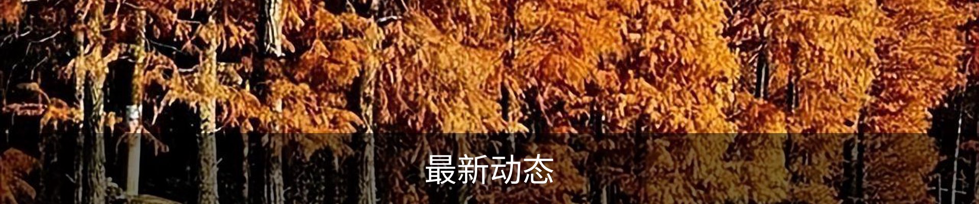 最新动态
